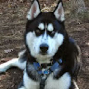 Meet your Posher, Anne